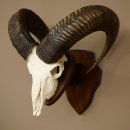 Mufflon (Ovis gmelini musimon) Widder Geweih Schädeltrophäe Hornlänge 68 cm auf Trophäenschild 82.1.133