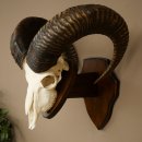 Mufflon (Ovis gmelini musimon) Widder Geweih Schädeltrophäe Hornlänge 68 cm auf Trophäenschild 82.1.133