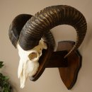 Mufflon (Ovis gmelini musimon) Widder Geweih Schädeltrophäe Hornlänge 68 cm auf Trophäenschild 82.1.133