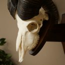 Mufflon (Ovis gmelini musimon) Widder Geweih Schädeltrophäe Hornlänge 68 cm auf Trophäenschild 82.1.133