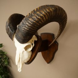Mufflon (Ovis gmelini musimon) Widder Geweih Schädeltrophäe Hornlänge 68 cm auf Trophäenschild 82.1.133