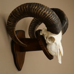 Mufflon (Ovis gmelini musimon) Widder Geweih Schädeltrophäe Hornlänge 68 cm auf Trophäenschild 82.1.133