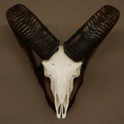 Mufflon (Ovis gmelini musimon) Widder Geweih Schädeltrophäe Hornlänge 68 cm auf Trophäenschild 82.1.133