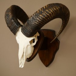 Mufflon (Ovis gmelini musimon) Widder Geweih Schädeltrophäe Hornlänge 68 cm auf Trophäenschild 82.1.133