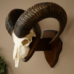 Mufflon (Ovis gmelini musimon) Widder Geweih Schädeltrophäe Hornlänge 68 cm auf Trophäenschild 82.1.133