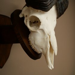 Mufflon (Ovis gmelini musimon) Widder Geweih Schädeltrophäe Hornlänge 68 cm auf Trophäenschild 82.1.133