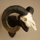 Mufflon (Ovis gmelini musimon) Widder älteres Geweih Schädeltrophäe Hornlänge 72 + 45 cm auf Trophäenschild 82.1.134