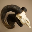 Mufflon (Ovis gmelini musimon) Widder älteres Geweih Schädeltrophäe Hornlänge 72 + 45 cm auf Trophäenschild 82.1.134