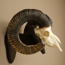 Mufflon (Ovis gmelini musimon) Widder älteres Geweih Schädeltrophäe Hornlänge 72 + 45 cm auf Trophäenschild 82.1.134