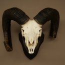 Mufflon (Ovis gmelini musimon) Widder älteres Geweih Schädeltrophäe Hornlänge 72 + 45 cm auf Trophäenschild 82.1.134