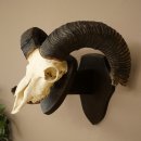 Mufflon (Ovis gmelini musimon) Widder älteres Geweih Schädeltrophäe Hornlänge 72 + 45 cm auf Trophäenschild 82.1.134