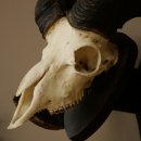 Mufflon (Ovis gmelini musimon) Widder älteres Geweih Schädeltrophäe Hornlänge 72 + 45 cm auf Trophäenschild 82.1.134