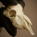 Mufflon (Ovis gmelini musimon) Widder älteres Geweih Schädeltrophäe Hornlänge 72 + 45 cm auf Trophäenschild 82.1.134