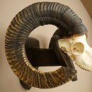 Mufflon (Ovis gmelini musimon) Widder älteres Geweih Schädeltrophäe Hornlänge 72 + 45 cm auf Trophäenschild 82.1.134