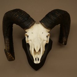Mufflon (Ovis gmelini musimon) Widder älteres Geweih Schädeltrophäe Hornlänge 72 + 45 cm auf Trophäenschild 82.1.134