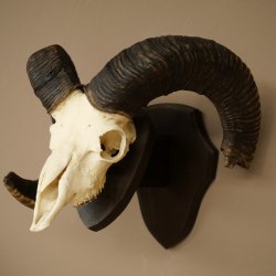 Mufflon (Ovis gmelini musimon) Widder älteres Geweih Schädeltrophäe Hornlänge 72 + 45 cm auf Trophäenschild 82.1.134
