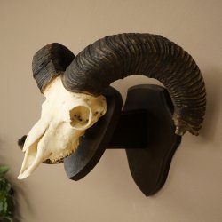 Mufflon (Ovis gmelini musimon) Widder älteres Geweih Schädeltrophäe Hornlänge 72 + 45 cm auf Trophäenschild 82.1.134