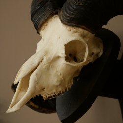Mufflon (Ovis gmelini musimon) Widder älteres Geweih Schädeltrophäe Hornlänge 72 + 45 cm auf Trophäenschild 82.1.134