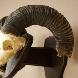 Mufflon (Ovis gmelini musimon) Widder älteres Geweih Schädeltrophäe Hornlänge 72 + 45 cm auf Trophäenschild 82.1.134