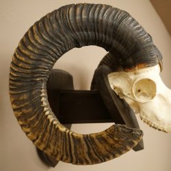 Mufflon (Ovis gmelini musimon) Widder älteres Geweih Schädeltrophäe Hornlänge 72 + 45 cm auf Trophäenschild 82.1.134
