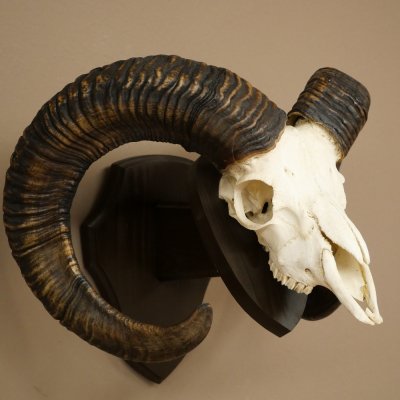 Mufflon (Ovis gmelini musimon) Widder älteres Geweih Schädeltrophäe Hornlänge 69 cm auf Trophäenschild 82.1.135