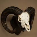 Mufflon (Ovis gmelini musimon) Widder älteres Geweih Schädeltrophäe Hornlänge 69 cm auf Trophäenschild 82.1.135