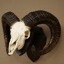 Mufflon (Ovis gmelini musimon) Widder älteres Geweih Schädeltrophäe Hornlänge 69 cm auf Trophäenschild 82.1.135