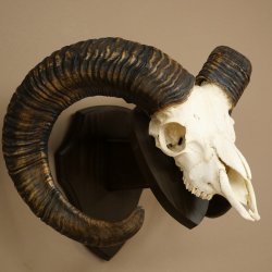 Mufflon (Ovis gmelini musimon) Widder älteres Geweih Schädeltrophäe Hornlänge 69 cm auf Trophäenschild 82.1.135