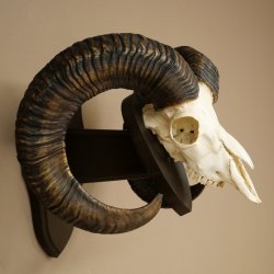 Mufflon (Ovis gmelini musimon) Widder älteres Geweih Schädeltrophäe Hornlänge 69 cm auf Trophäenschild 82.1.135