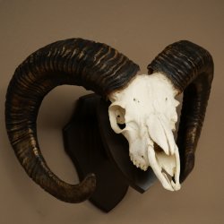 Mufflon (Ovis gmelini musimon) Widder älteres Geweih Schädeltrophäe Hornlänge 69 cm auf Trophäenschild 82.1.135