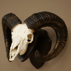Mufflon (Ovis gmelini musimon) Widder älteres Geweih Schädeltrophäe Hornlänge 69 cm auf Trophäenschild 82.1.135