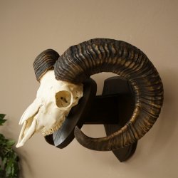 Mufflon (Ovis gmelini musimon) Widder älteres Geweih Schädeltrophäe Hornlänge 69 cm auf Trophäenschild 82.1.135