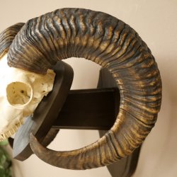 Mufflon (Ovis gmelini musimon) Widder älteres Geweih Schädeltrophäe Hornlänge 69 cm auf Trophäenschild 82.1.135