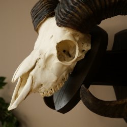 Mufflon (Ovis gmelini musimon) Widder älteres Geweih Schädeltrophäe Hornlänge 69 cm auf Trophäenschild 82.1.135