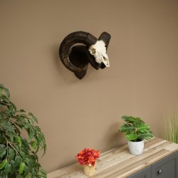 Mufflon (Ovis gmelini musimon) Widder älteres Geweih Schädeltrophäe Hornlänge 69 cm auf Trophäenschild 82.1.135