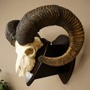 Mufflon (Ovis gmelini musimon) Widder Geweih Schädeltrophäe Hornlänge 79 cm auf Trophäenschild 82.1.136