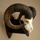 Mufflon (Ovis gmelini musimon) Widder Geweih Schädeltrophäe Hornlänge 79 cm auf Trophäenschild 82.1.136