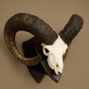 Mufflon (Ovis gmelini musimon) Widder Geweih Schädeltrophäe Hornlänge 79 cm auf Trophäenschild 82.1.136