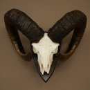 Mufflon (Ovis gmelini musimon) Widder Geweih Schädeltrophäe Hornlänge 79 cm auf Trophäenschild 82.1.136