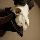 Mufflon (Ovis gmelini musimon) Widder Geweih Schädeltrophäe Hornlänge 79 cm auf Trophäenschild 82.1.136