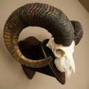 Mufflon (Ovis gmelini musimon) Widder Geweih Schädeltrophäe Hornlänge 79 cm auf Trophäenschild 82.1.136
