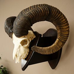 Mufflon (Ovis gmelini musimon) Widder Geweih Schädeltrophäe Hornlänge 79 cm auf Trophäenschild 82.1.136