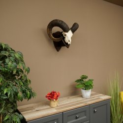 Mufflon (Ovis gmelini musimon) Widder Geweih Schädeltrophäe Hornlänge 79 cm auf Trophäenschild 82.1.136