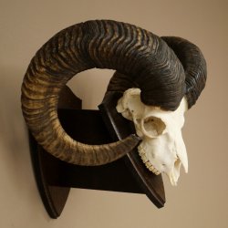 Mufflon (Ovis gmelini musimon) Widder Geweih Schädeltrophäe Hornlänge 79 cm auf Trophäenschild 82.1.136