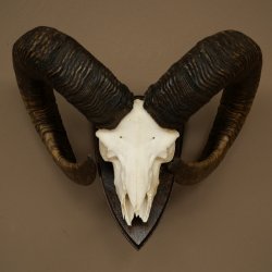 Mufflon (Ovis gmelini musimon) Widder Geweih Schädeltrophäe Hornlänge 79 cm auf Trophäenschild 82.1.136