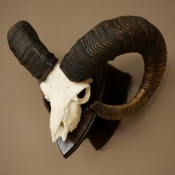 Mufflon (Ovis gmelini musimon) Widder Geweih Schädeltrophäe Hornlänge 79 cm auf Trophäenschild 82.1.136