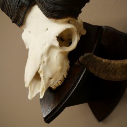 Mufflon (Ovis gmelini musimon) Widder Geweih Schädeltrophäe Hornlänge 79 cm auf Trophäenschild 82.1.136