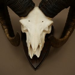Mufflon (Ovis gmelini musimon) Widder Geweih Schädeltrophäe Hornlänge 79 cm auf Trophäenschild 82.1.136