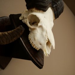Mufflon (Ovis gmelini musimon) Widder Geweih Schädeltrophäe Hornlänge 79 cm auf Trophäenschild 82.1.136
