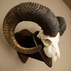Mufflon (Ovis gmelini musimon) Widder Geweih Schädeltrophäe Hornlänge 79 cm auf Trophäenschild 82.1.136